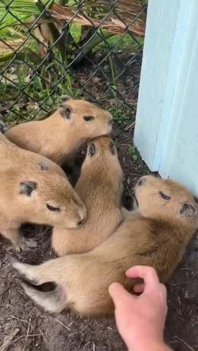 Some sweet capy's to brighten your day