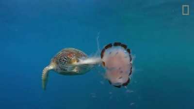 The diet of a green sea turtle changes with age. Juveniles are primarily carnivorous, feeding on jellyfish, for example, as we see in this video. Adult green sea turtles are strictly herbivorous, feeding mainly on sea grasses and algae.