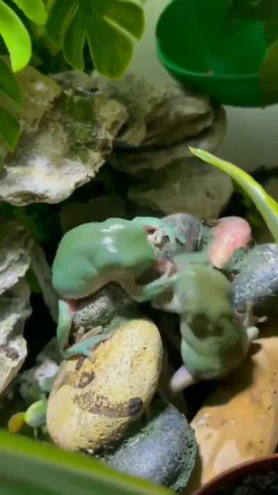 Nothing, just neighbours fighting over a fly..