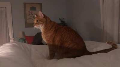 Nigel Valliantly Fights The Bed Greebles But Must Beat A Hasty Retreat!