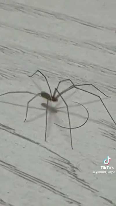 He dancing for the hair 😅