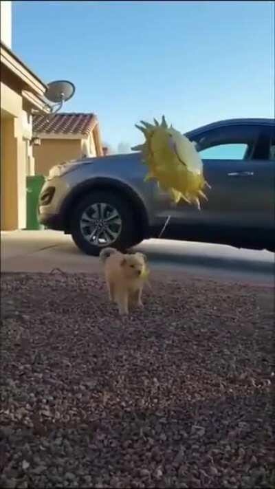 Small boi is viciously strangled