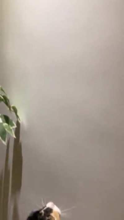 My little girl got overexcited over a fly... got some treats after the hunt!