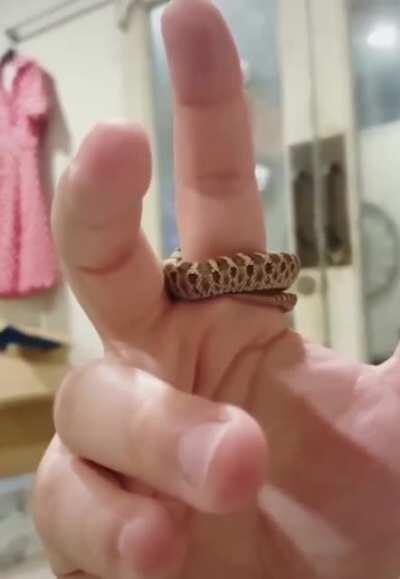 Snakecharmers Ring | +15% poison damage