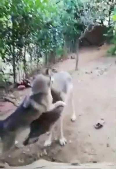 Wolf and husky from that famous photo. It wasn't photoshopped