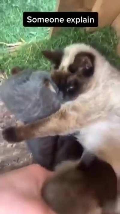 Kitten with a birth defect.