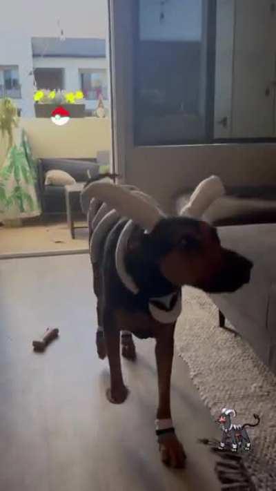 Houndoom costume🐾