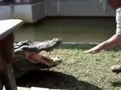 Petting a crocodile like he’s a good boy