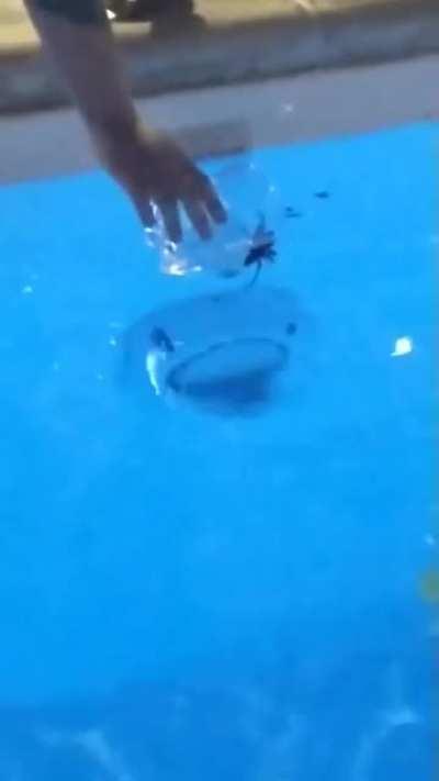 Fernet percentages are 30% spider 70% chaos