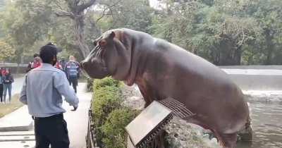 Security guard tamer of the lethal