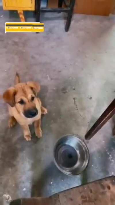 Karen! Karen! I know you can see and hear my empty bowl! From r/tippytaps