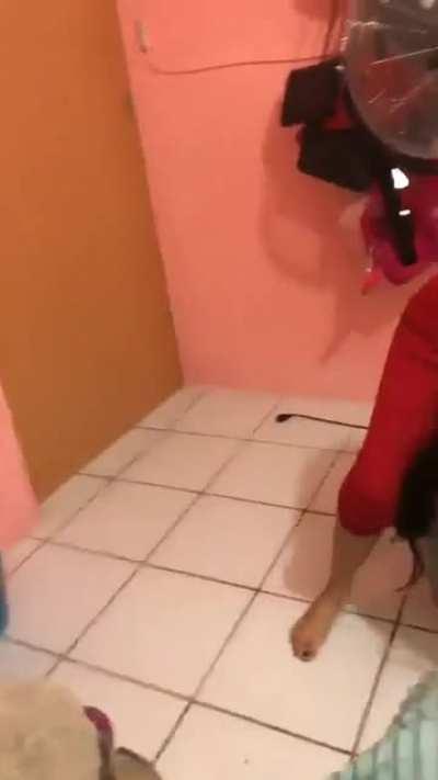 “Parecen perras”