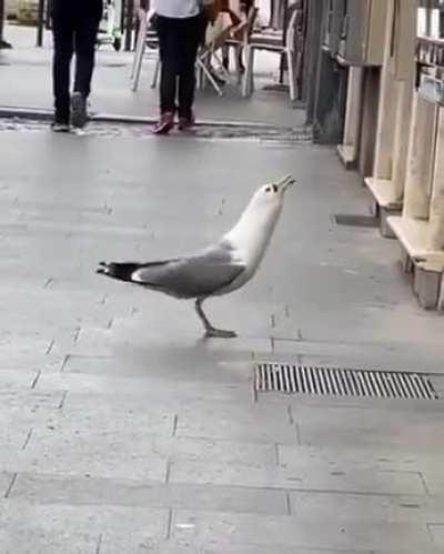 Seagull grabbing a bite to eat.