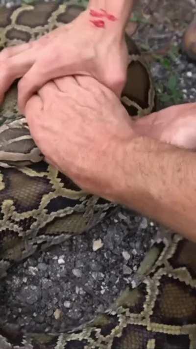 To avoid a snake bite