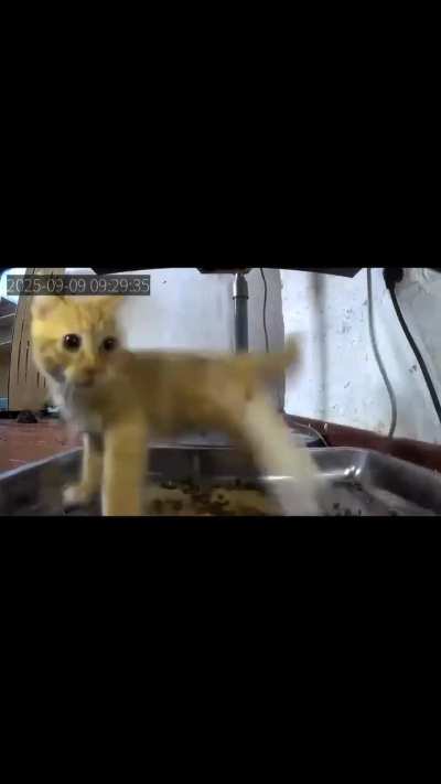 Cat startled by food