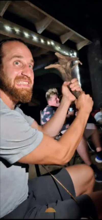 Just.... check out this cool stick we found...   it's a nice stick.