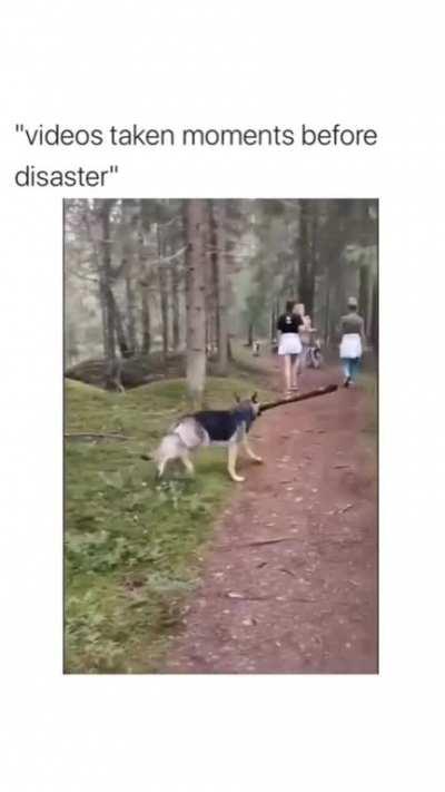 Dog with a stick