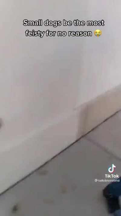 whatever that dog was