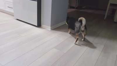 After 8 weeks, Muco (10 years old) has officially recovered from her ACL surgery!!