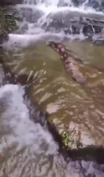 Giant salamanders seen in China
