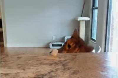 My boy playing with ice cube