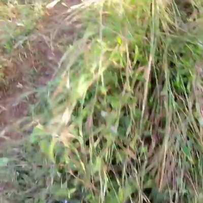 Trying to cross border on ktm adventure!