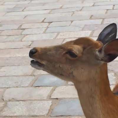 The Sika Deer is a highly vocal species, with over 10 individual sounds, ranging from soft whistles to loud screams.