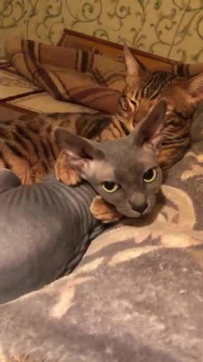 What is love ? You can ask them haha 😄