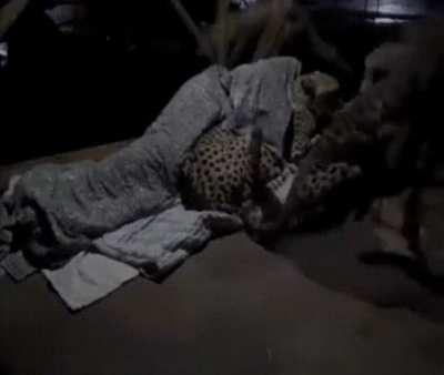 A caretaker comforting his cheetah companions when they get nervous during the night