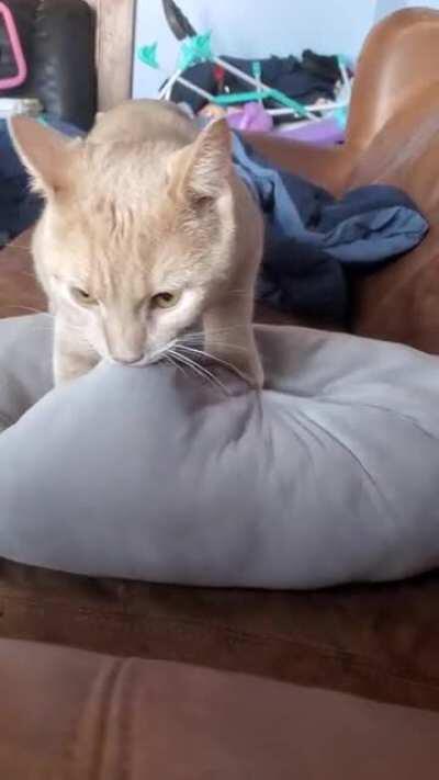 Potato takes biscuit making very seriously!