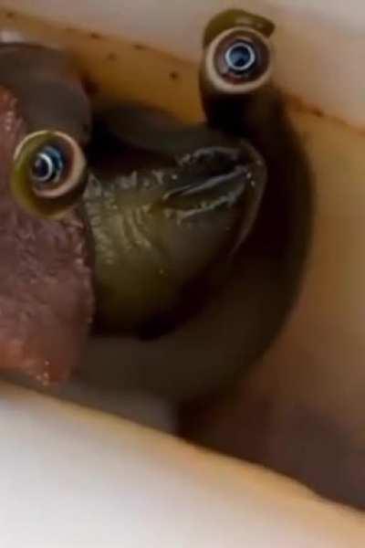 🔥 The eyes on a conch