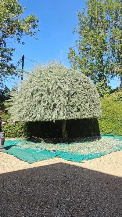 Satisfying Tree cutting 