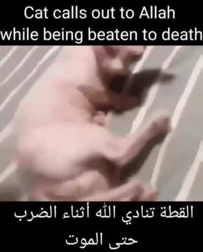 glorious cat mashallah 🙏🙏