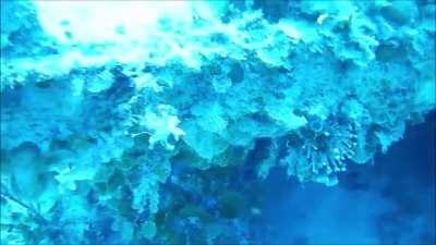 Scuba divers off the coast of the Bahamas experience the “ping” of a submarine’s sonar