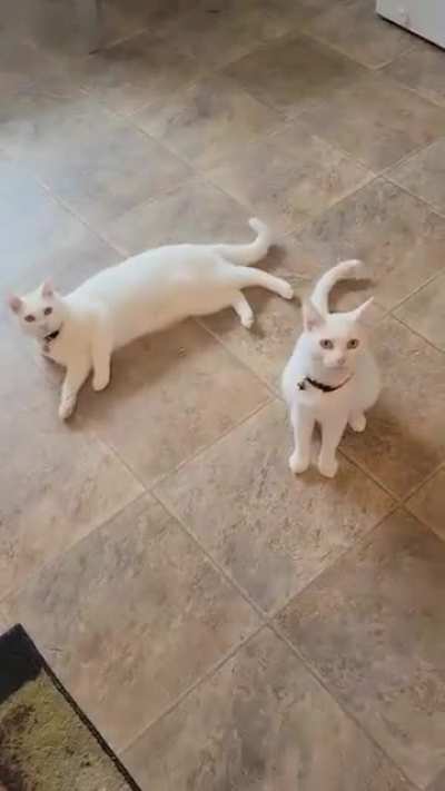 did u ever see a cat do please for something?