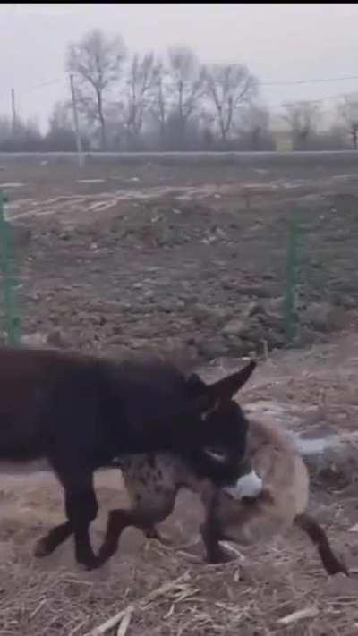 HMRB Donkey whooping Hyena’s ass