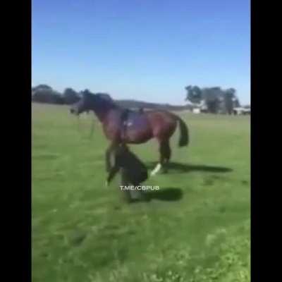 HMC while i verbally abuse a horse