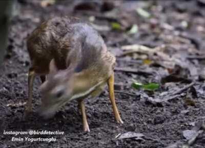 A Lesser deer-mouse, size of a rabbit and 2 kilos weight, this deer is one of the most smallest in the world.