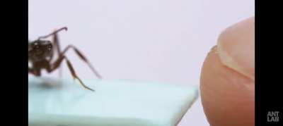 To bite a human finger