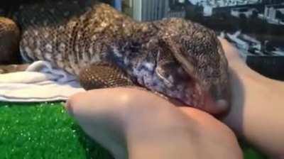 Can anyone tell me the breed of this lizard that enjoys scritches and cuddles