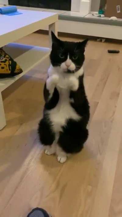 Cat StaRvES tO DEaTH aFTeR BEinG iGnoRed