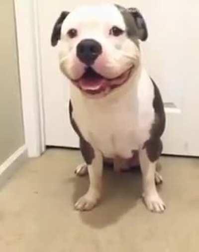 How to take down a pitbull