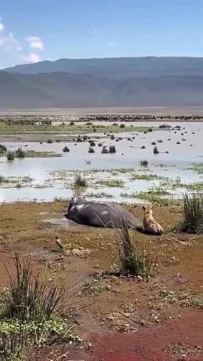 🔥 Opportunistic hyena lucky to survive a very close escape from wallowing hippo