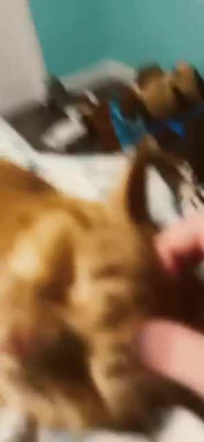 Memes I found on tiktok rule