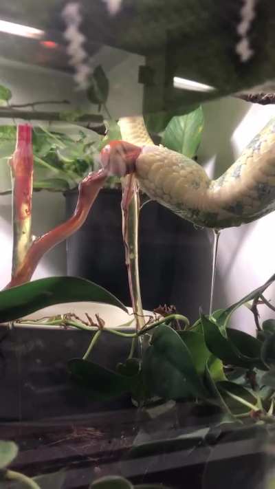 Some species of snakes do not need to lay eggs