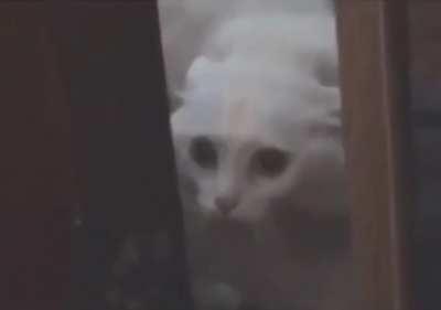 I got rickrolled by a bunch of animals.