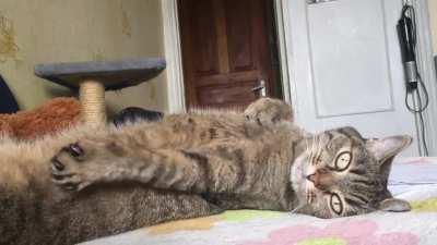 No idea what that movement of the left paw was supposed to mean