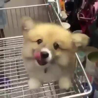 Corgi puppy in a shopping cart