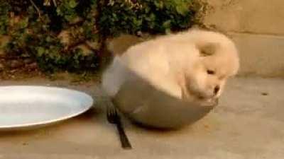 I am not food hooman