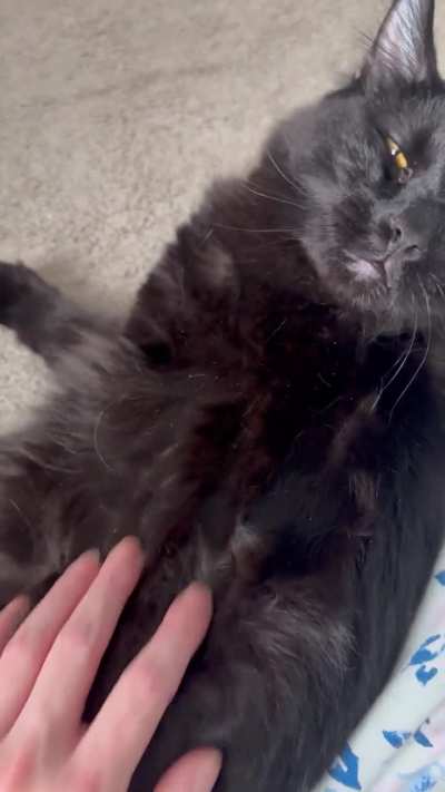 Damn cat gets petted